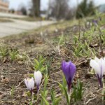 crocus, spring rain, storm