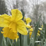 yellow daffodil