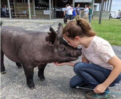 pig, livestock, olivia strupp