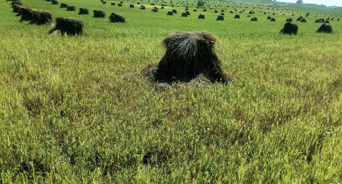 Dave Bohn, threshing