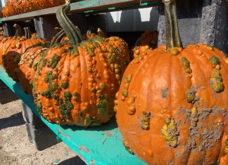 Goblin pumpkins