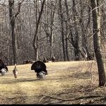 turkeys fanning