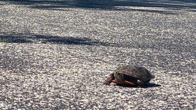 turtle help