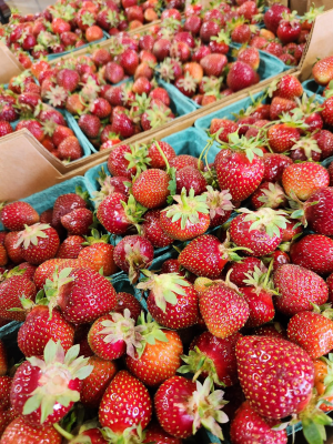 strawberry season