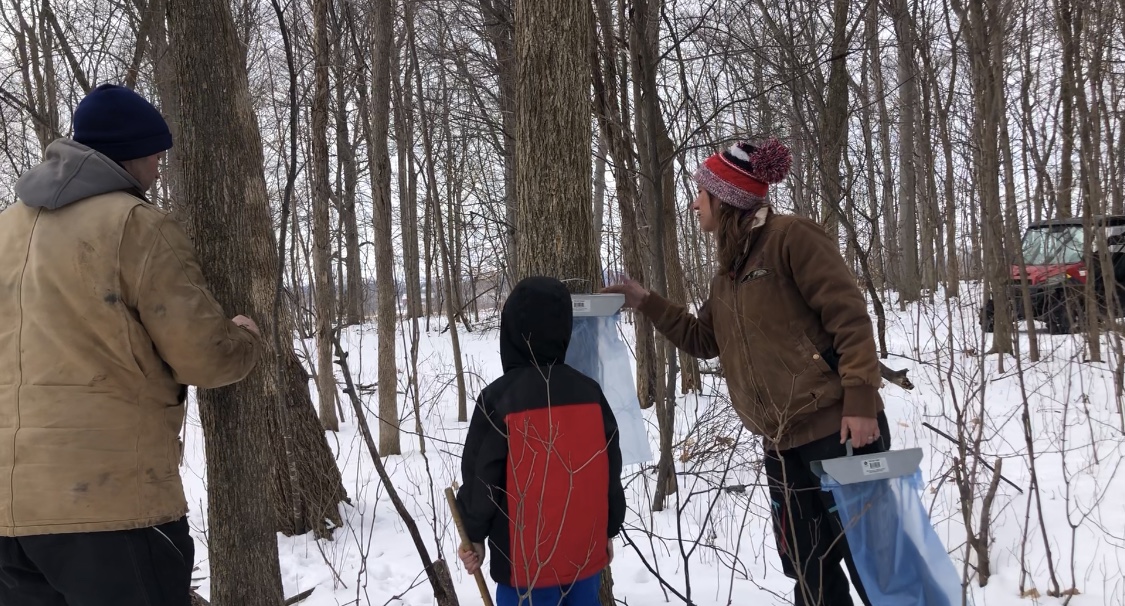 Video | Pounding maple trees on Schmidt Century Farm